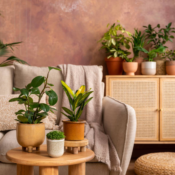 cozy living room decor ideas indoor plants olive tree rubber plant natural